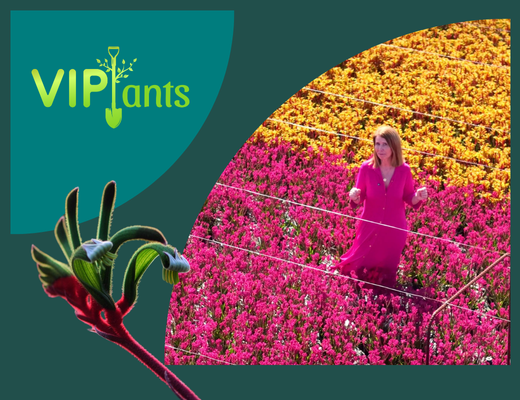 VIPlants anigozanthos