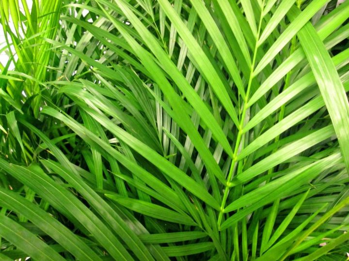 areca