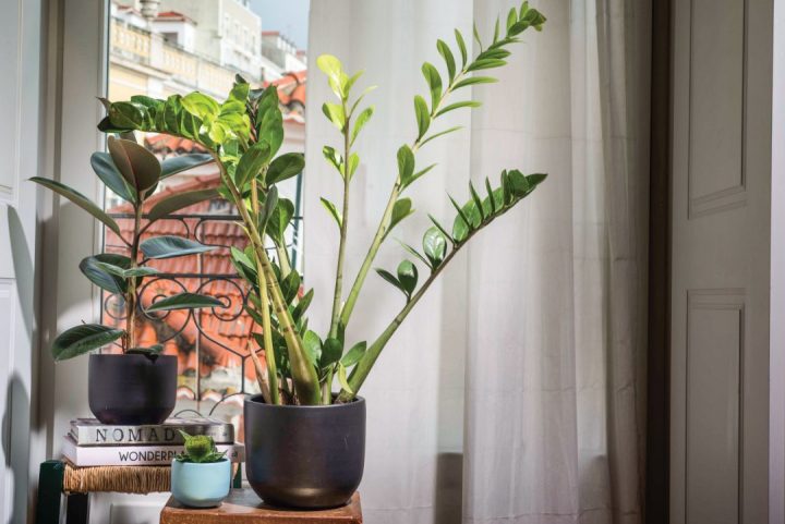 Árvore-da-borracha (Ficus elastica) e Zamioculcas (Zamioculcas sp.) em vaso são plantas de interior que pode usar no local de trabalho
