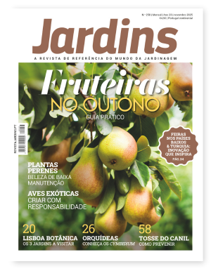 Nº 258 - Novembro, 2025