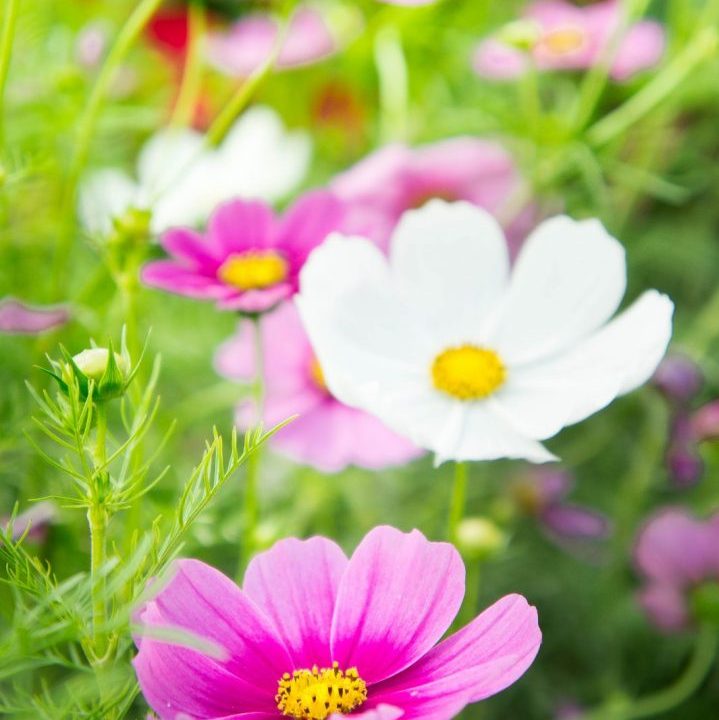 cosmos