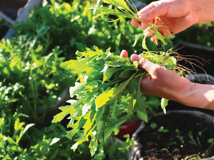 cultivo de rucula