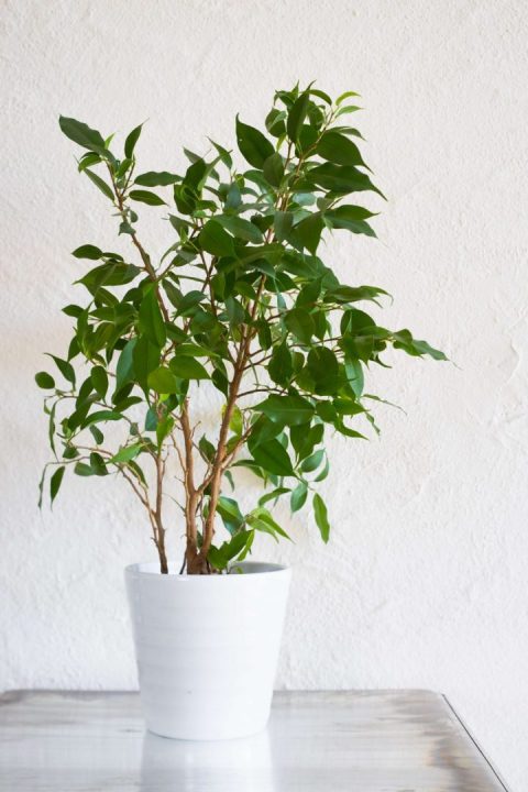 Ficus