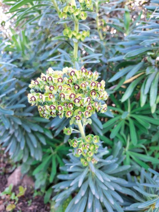 Flor de Euphorbia characias