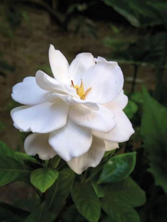 flor branca de gardenia