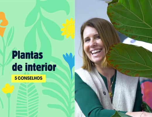 capa de vídeo "plantas de interior: 5 conselhos", sponsored by compo