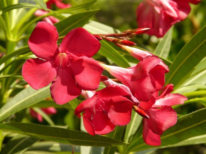 loendro (nerium oleander) com flor vermelha