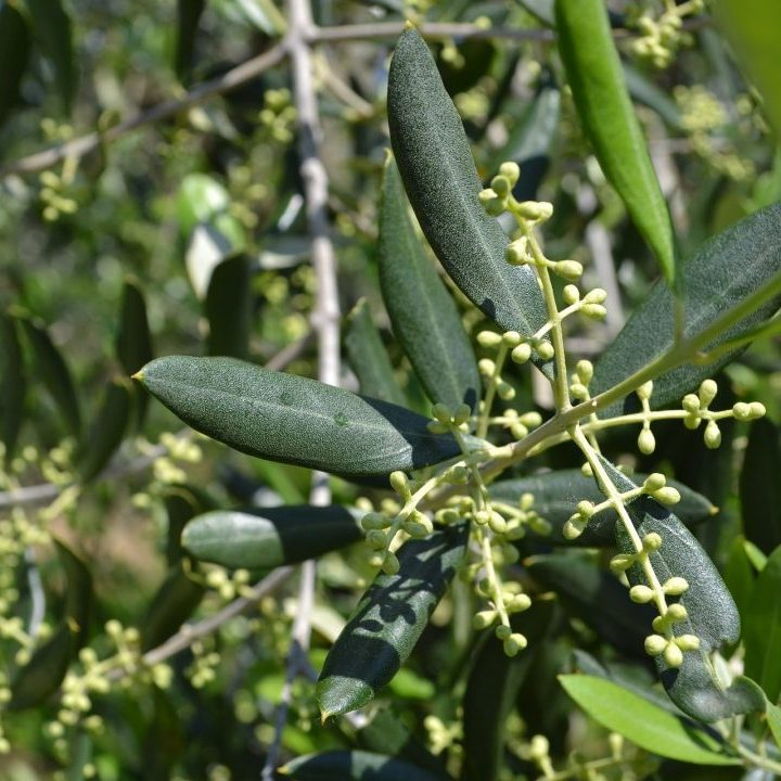 Flores da oliveira
