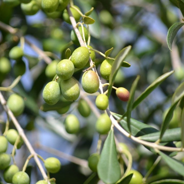 Azeitonas - Fruto da oliveira