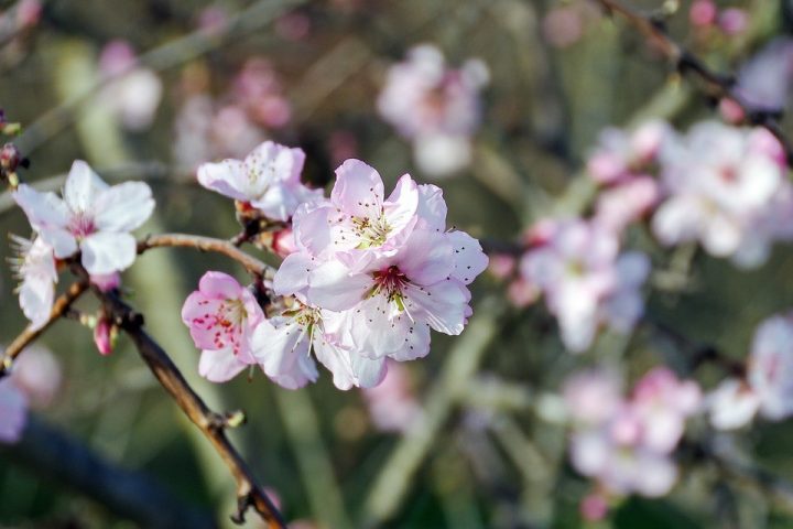pessegueiro em flor
