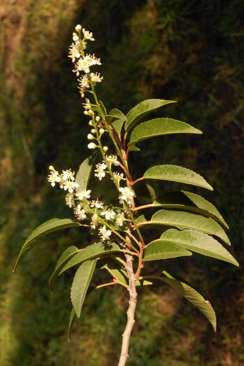 azereiro com flores