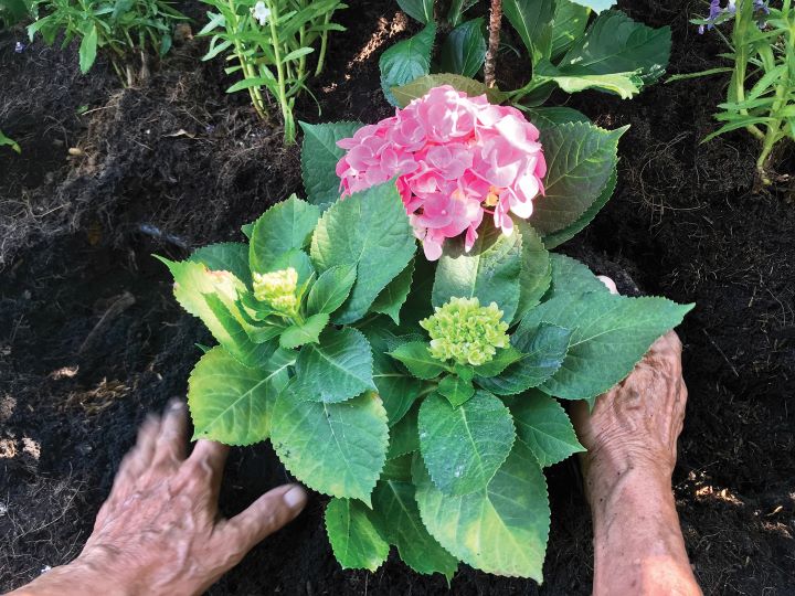 hortênsia