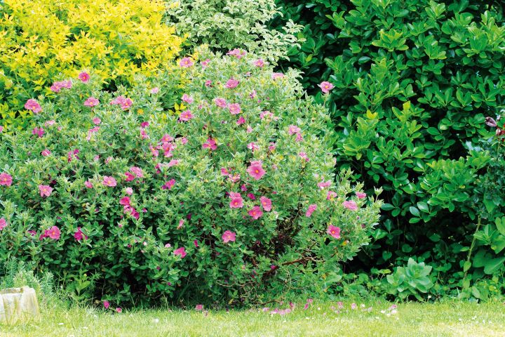 cistus