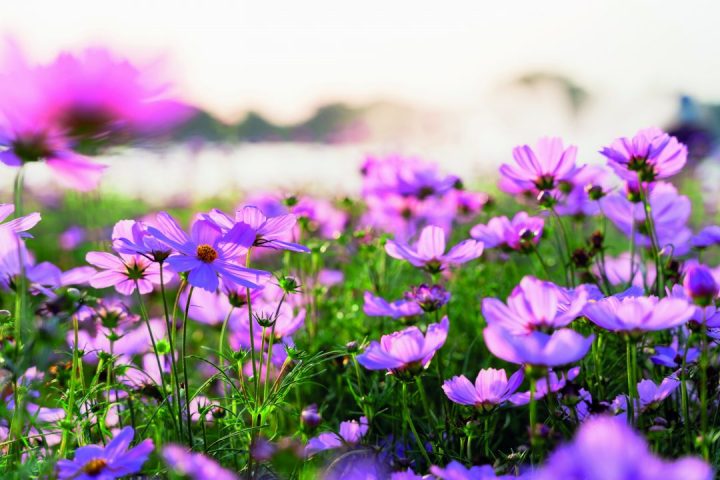 Cosmos - Cosmos bipinnatus