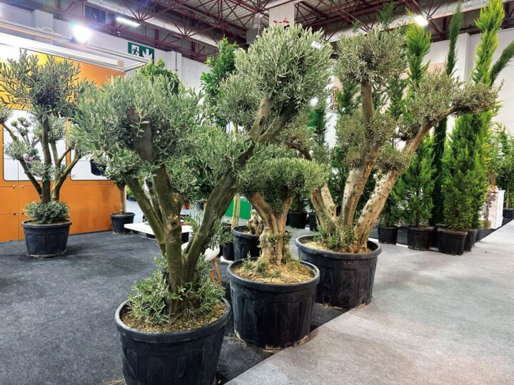 Oliveiras envasadas em expositor de feira