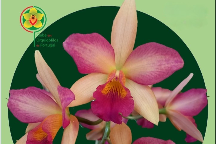 exposição de orquideas