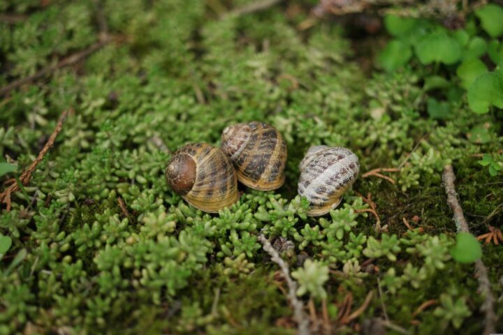 caracois (Cornu aspersumis