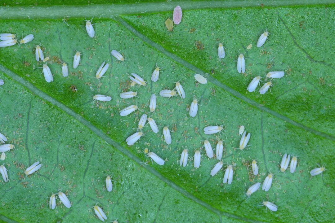 Mosca-branca (Bemisia tabaci) em folha