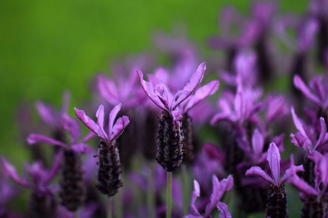 flores de lavandula stoechas (rosmaninho)