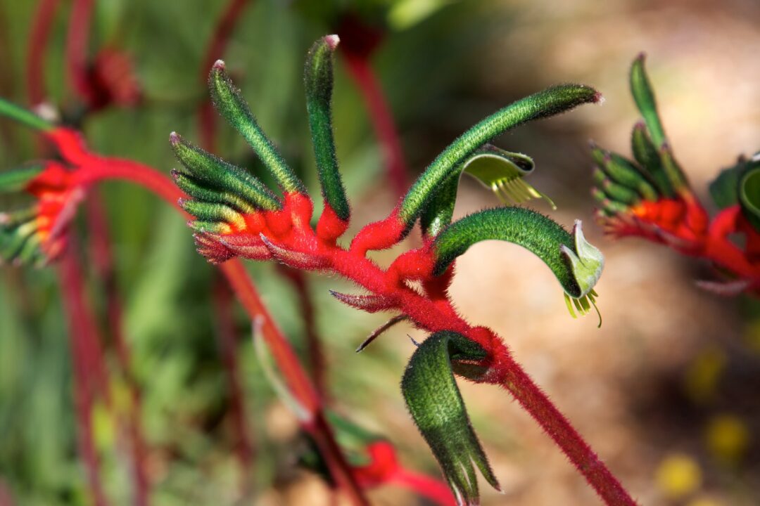 anigozanthos vermelho e verde