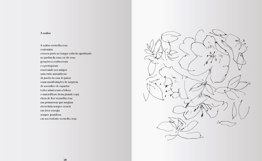 interior do livro do sono verde