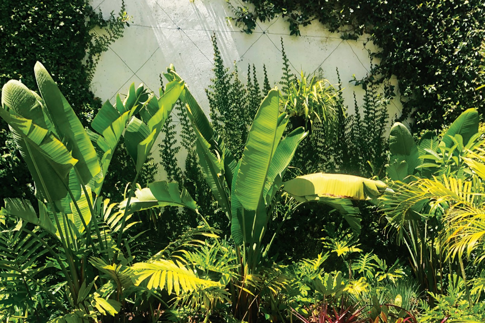 jardim tropical