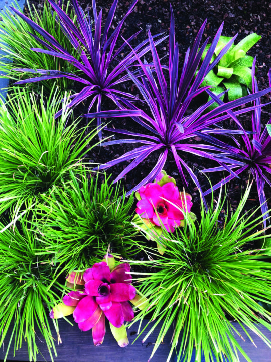 plantas de diferentes espécies em jardim tropical
