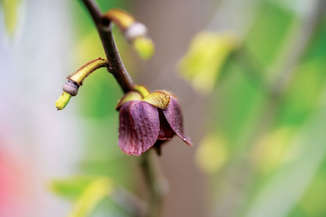 flor de paw-paw