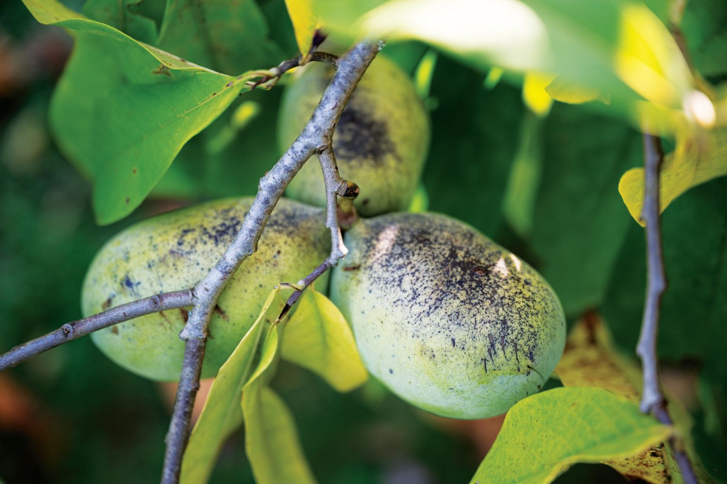 fruto do paw-paw