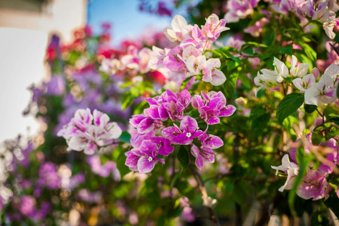 buganvília, uma das flores de primavera