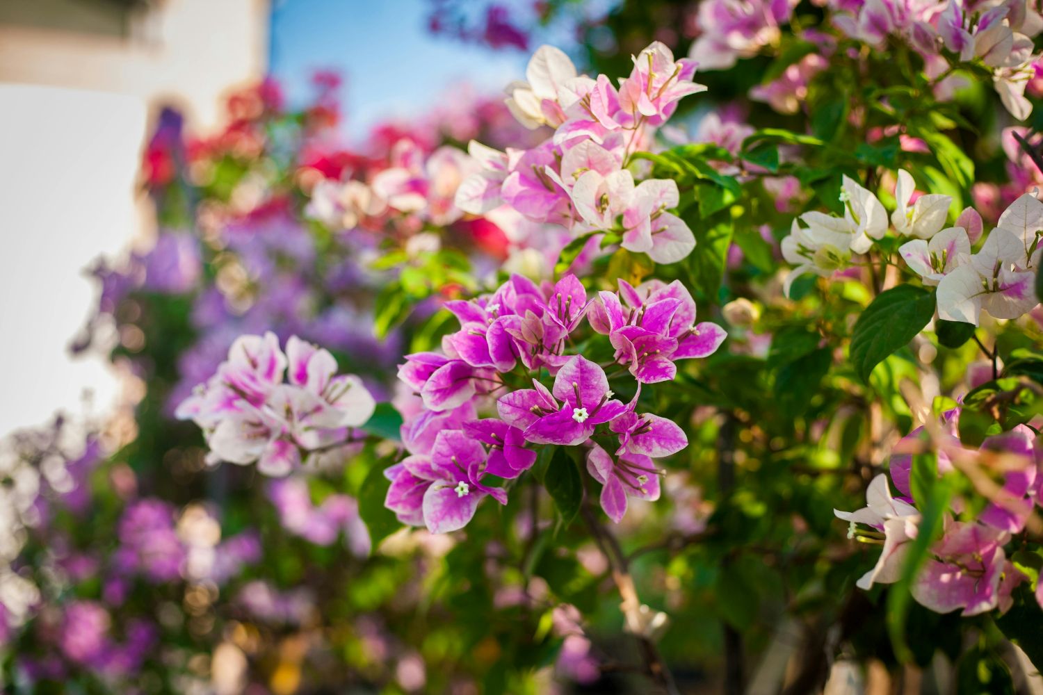 buganvília, uma das flores de primavera