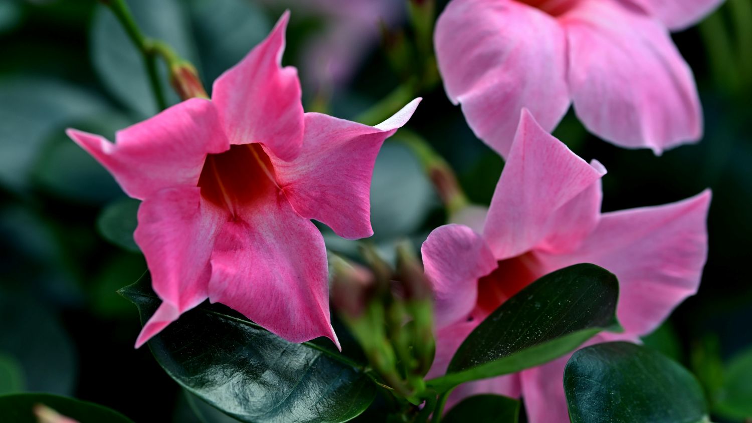 Dipladénia ou Mandevilla com flores rosa