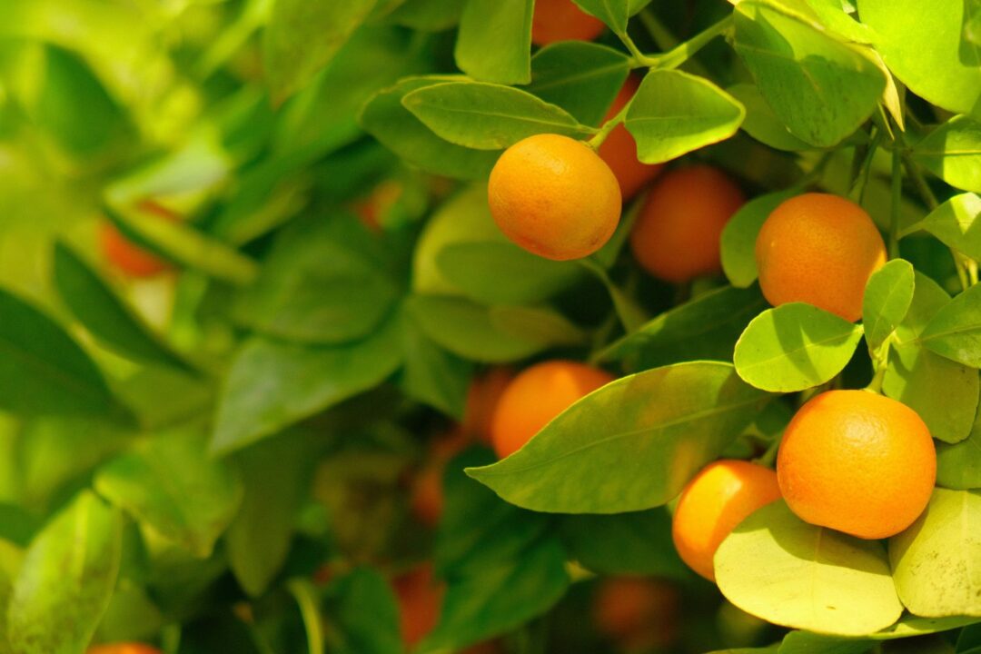 fruto de Kumquat (Citrus japonica) entre a folhagem