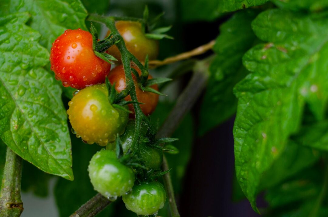 cacho de tomates pendurado na planta