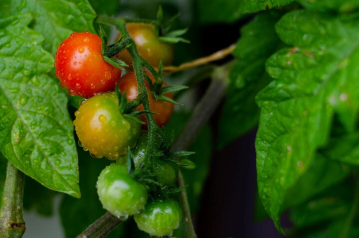 cacho de tomates pendurado na planta
