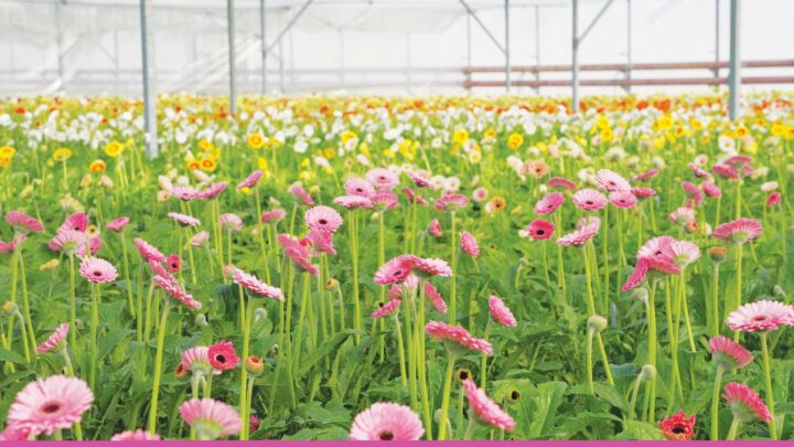 gerberas produzidas pela florisul
