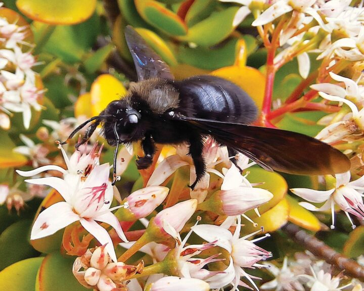 abelha carpinteira numa flor