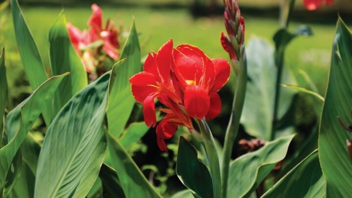 flor de canna