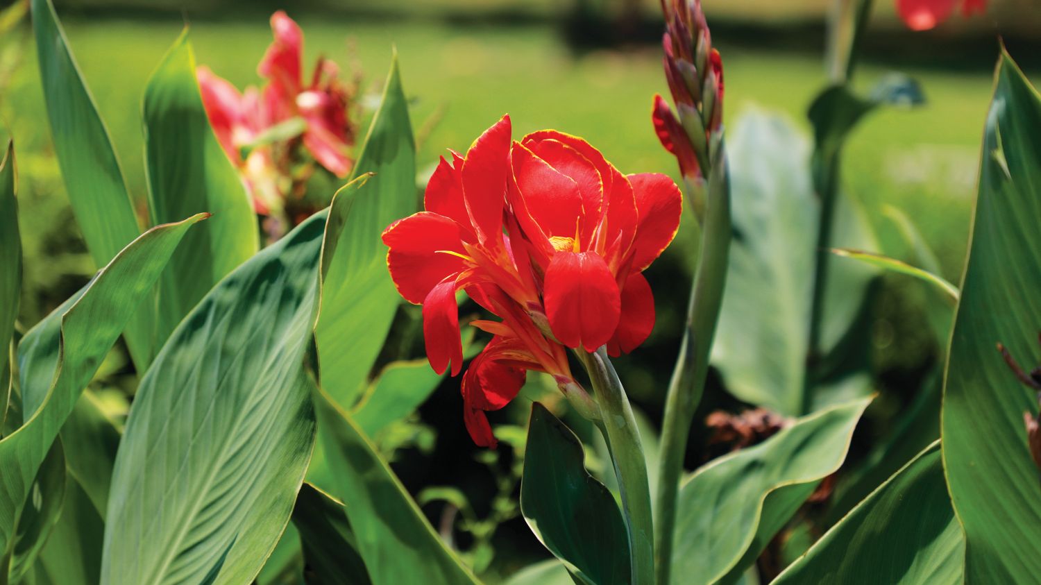 flor de canna