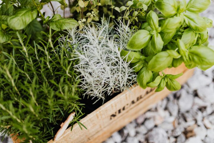 várias ervas aromáticas em caixa