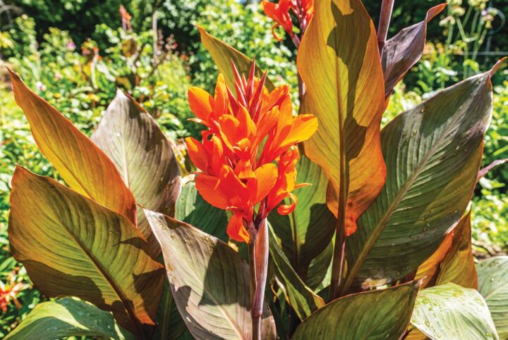 canna planta e flor