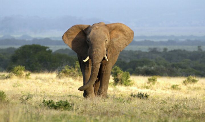 elefante