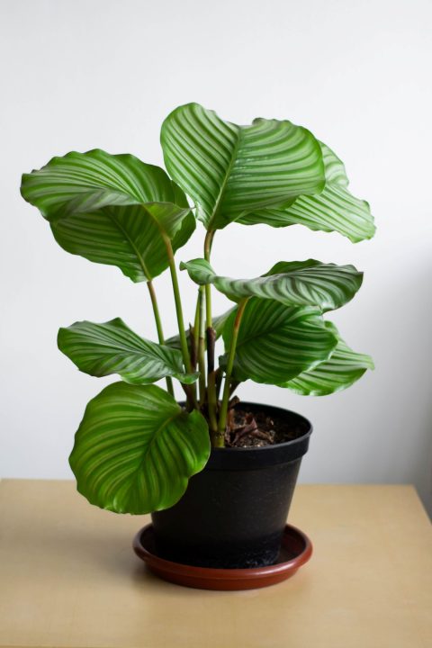 Calathea orbifolia