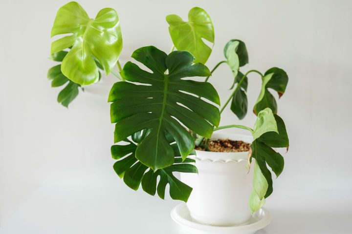 Monstera