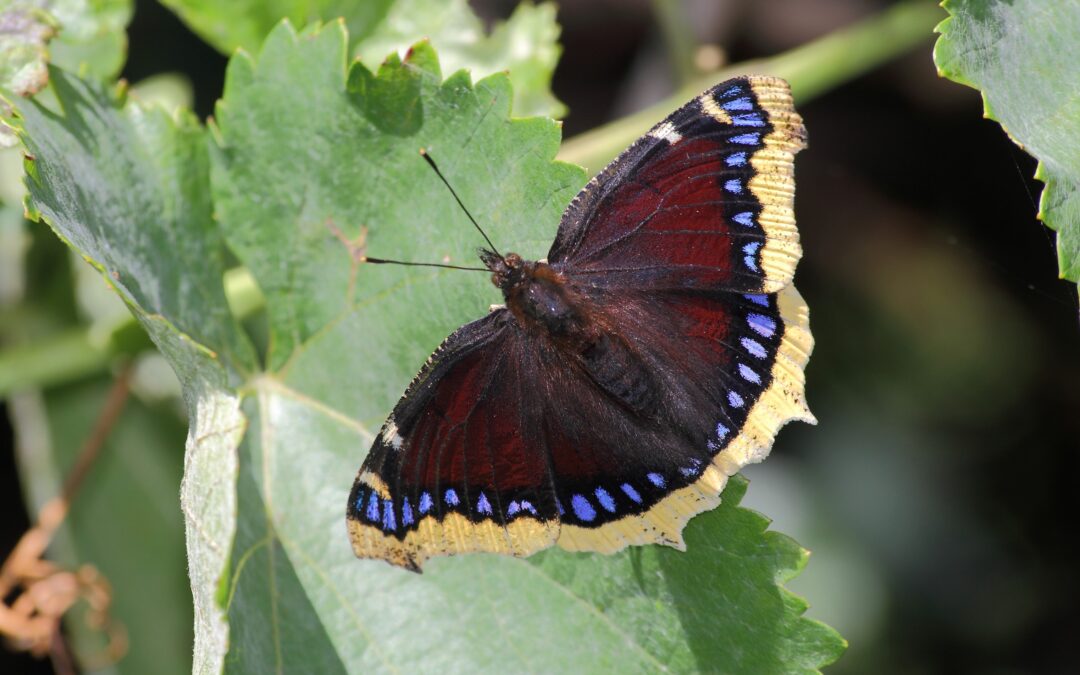 borboleta de Nymphalis antiopa
