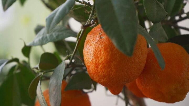 Limão-cravo (Citrus limonia)