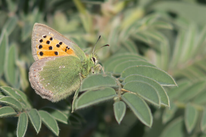 Borboleta de Tomares ballus