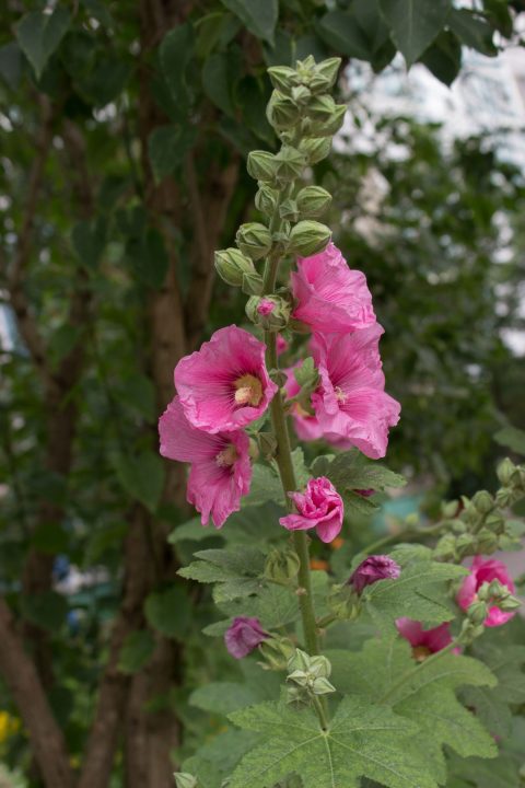 malva arborea