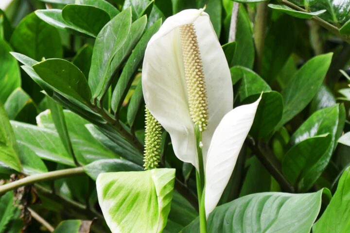 flor de lírio da paz