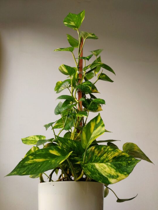 planta jiboia